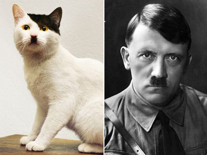 A chi somiglia quel gatto?