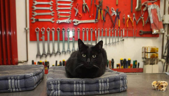 La ferramenta si trasforma in un ostello per gatti trovatelli