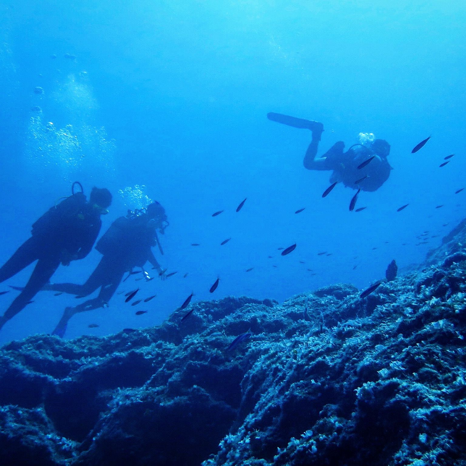 Scuba Diving Trips Diving Center SSI Scuba & Freediving