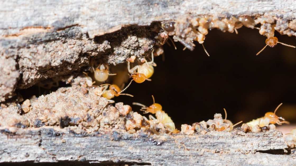 How to Prevent Termite Infestations AM Pest Solutions