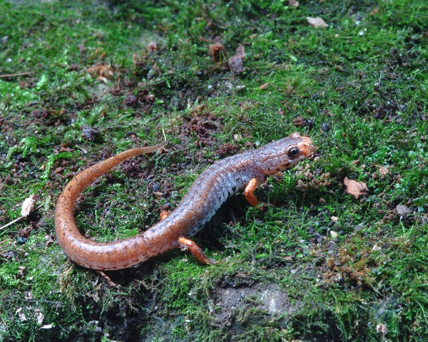Four Toed Salamander Facts and Pictures