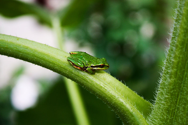 Pacific Tree Frog Facts and Pictures