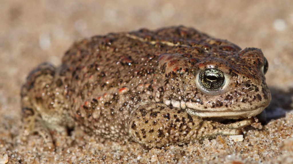 Natterjack Toad Facts and Pictures