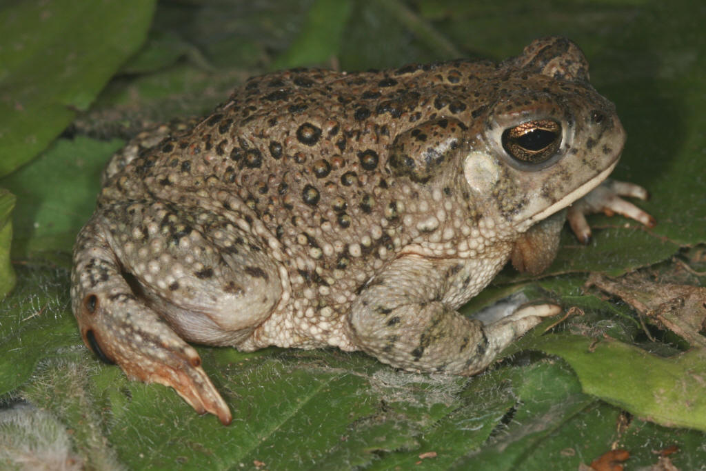 Texas Toad Facts and Pictures