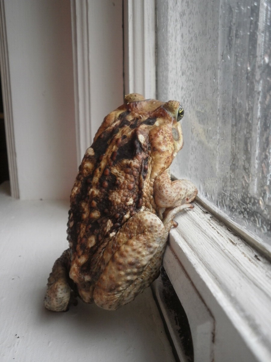 American Toad Facts and Pictures