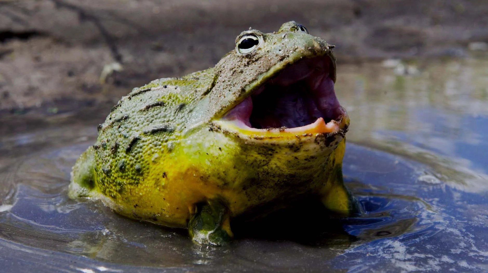 African Bullfrog Bite Are They Poisonous? AMPHIPEDIA
