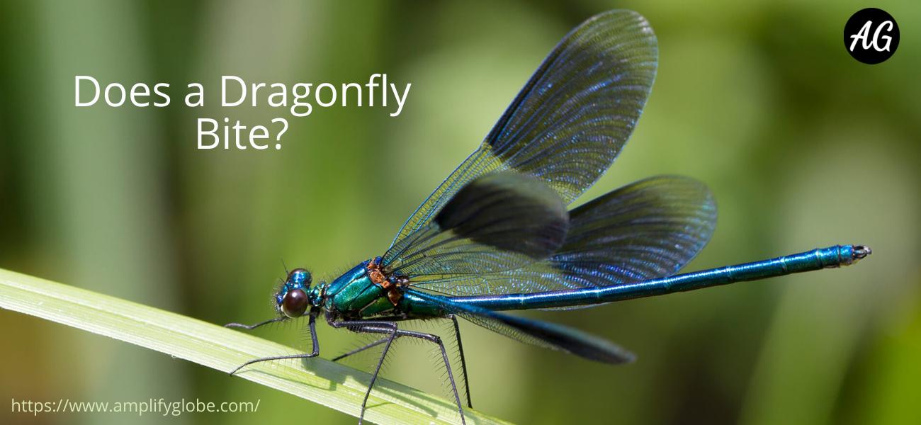Does a Dragonfly Bite? AmplifyGlobe