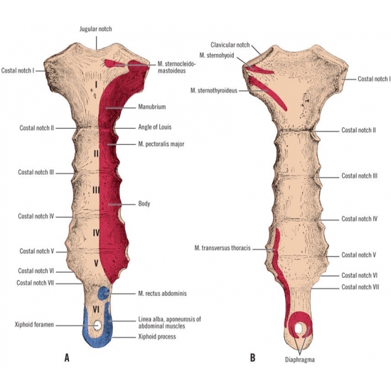 Xiphoid Process Pain Lump On The Sternum Structure