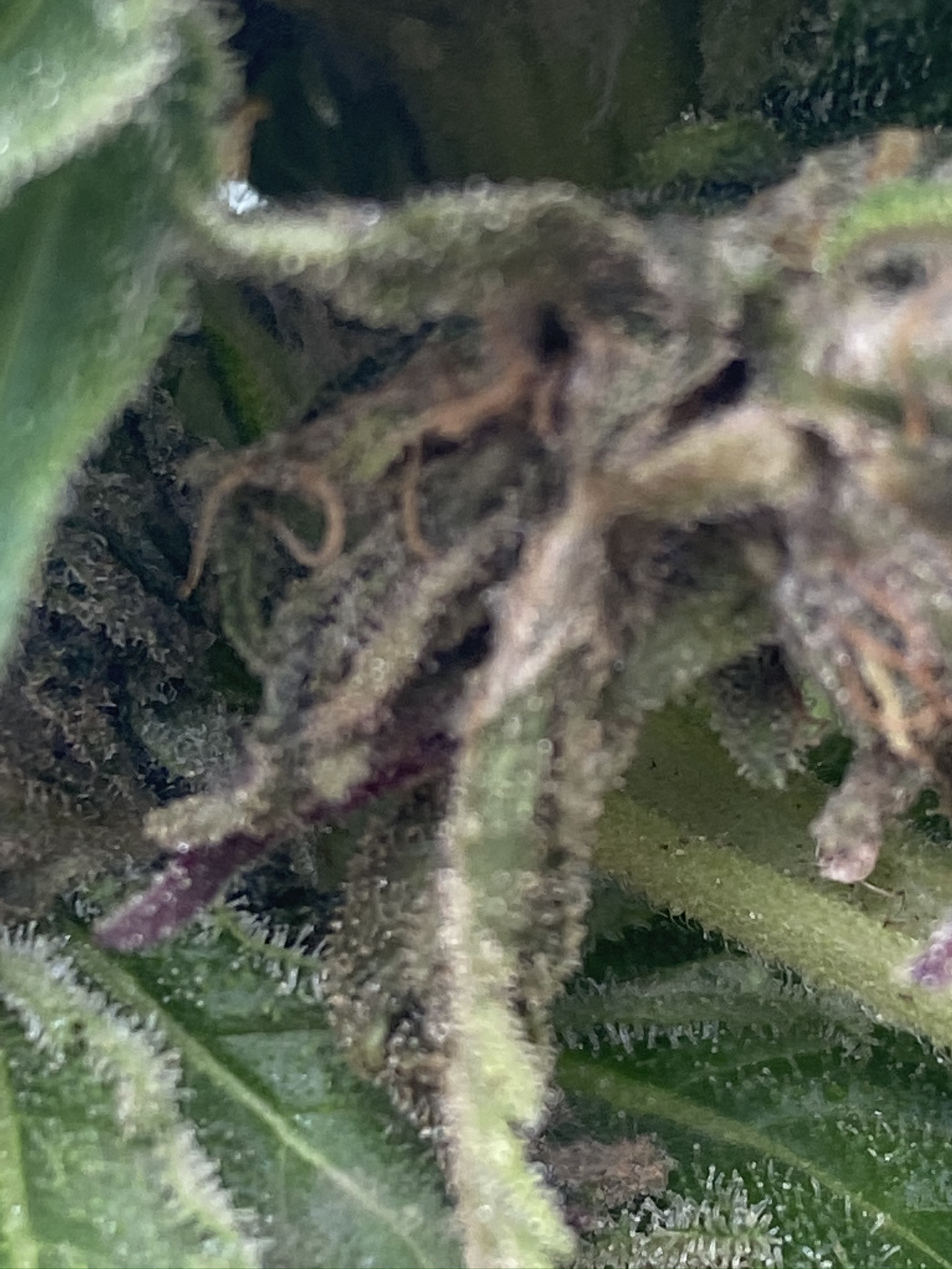 Bud Rot (Botrytis) On Cannabis Prevention And Treatment Amsterdam