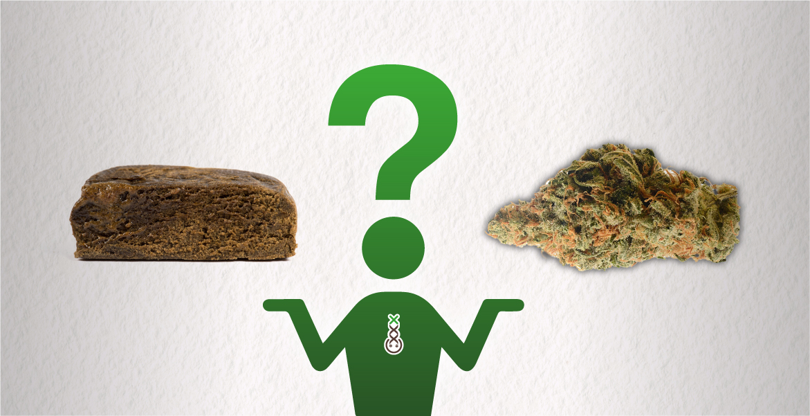 Hash And Weed The Differences Amsterdam