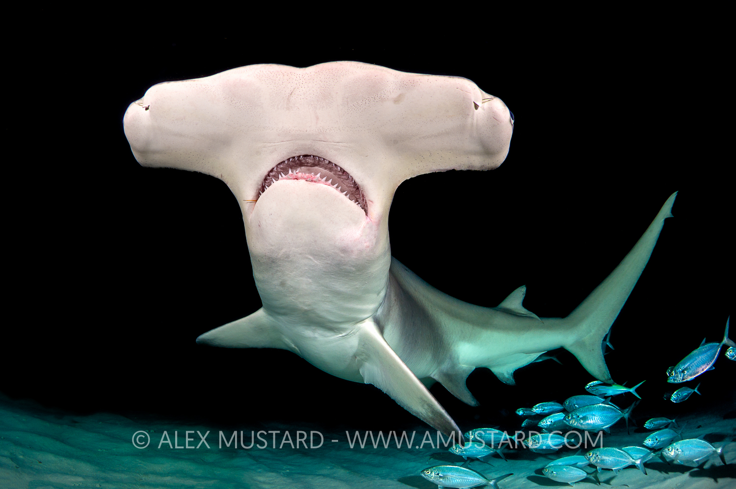 Jan & March 2017. Great Hammerheads ALEX MUSTARD