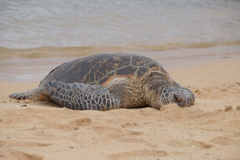 Where to find sea turtles on the Big Island of Hawaii