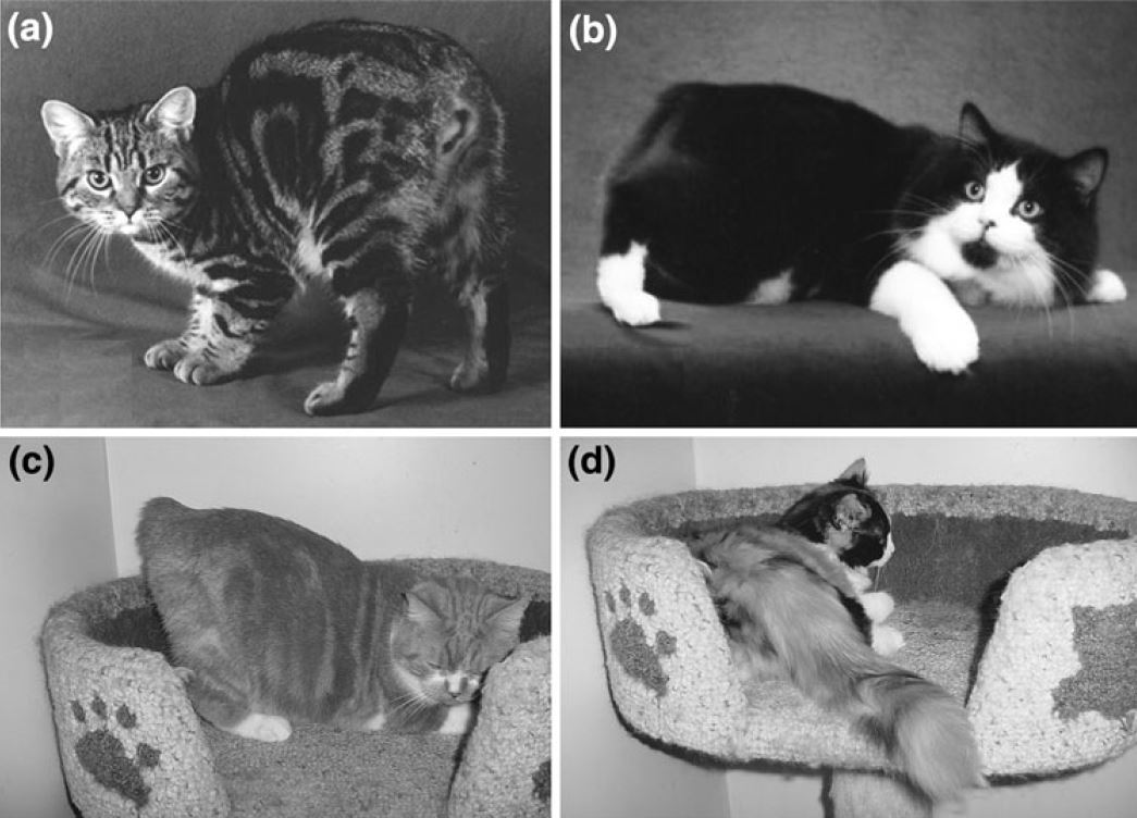 Why Manx cats have no tails? Anadolu Kedisi