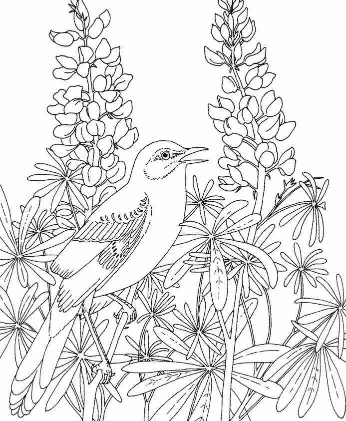 Texas State Bird and Flower Mockingbird and
