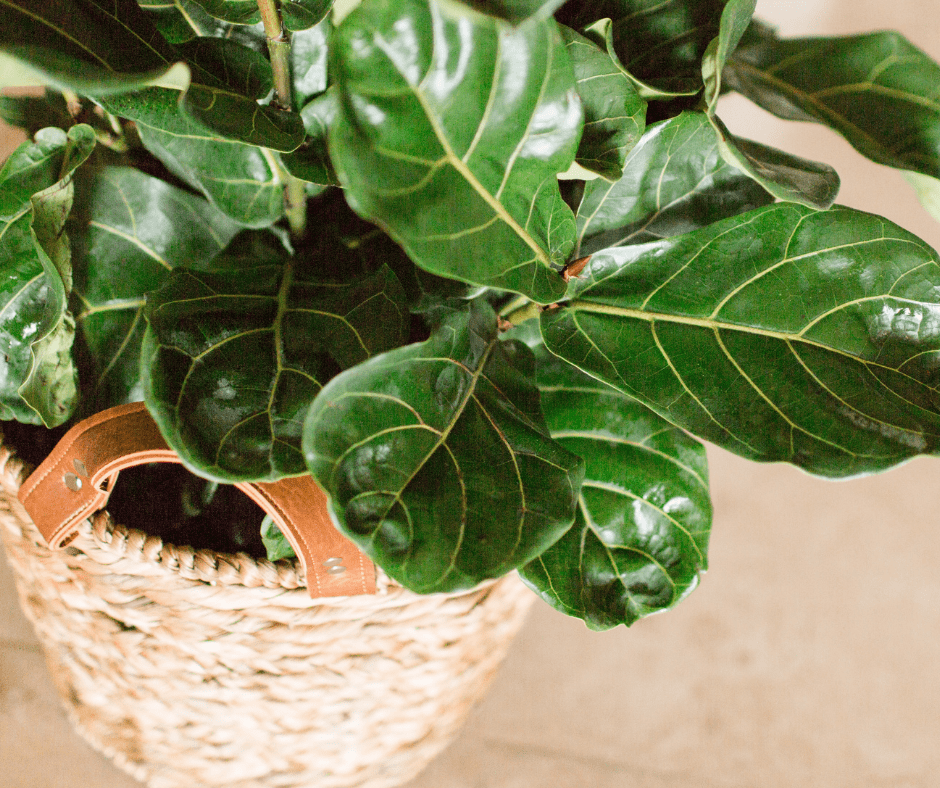 5 Benefits of Indoor Faux Plants An Alli Event