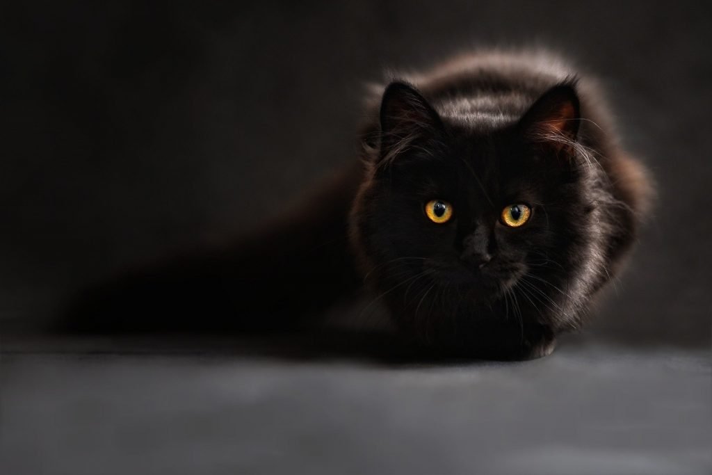 CatBoost Analytics Lane