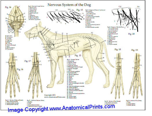 Dog Skeletal Anatomy Chart 8 x 11