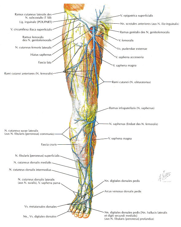 Oberschenkel Thrombose Bilder Thrombose Ursachen