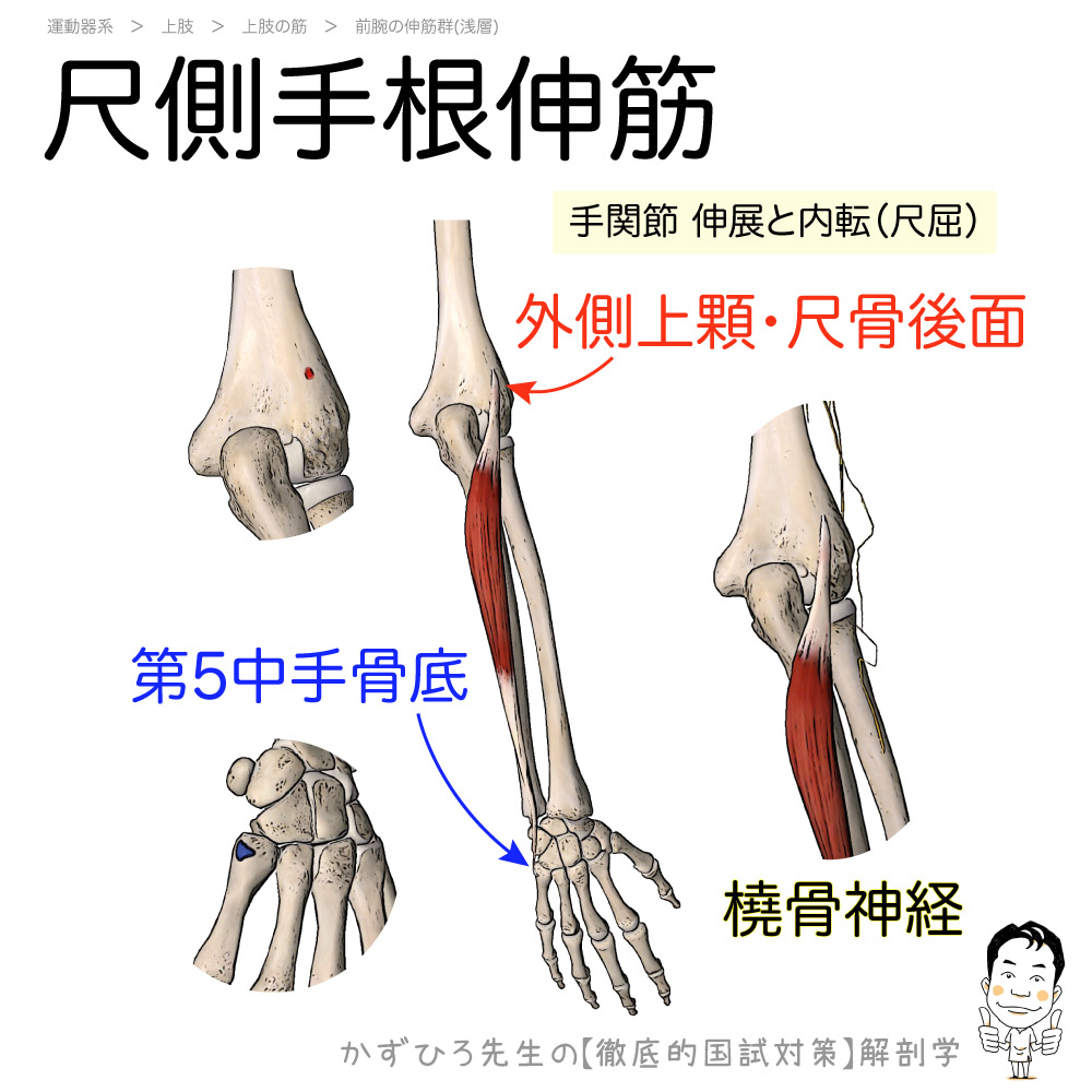 神経根障害高位診断（長橈側手根伸筋：伸展）（Ｍサイズ） - Laiman Stockweb | メディカルイラスト素材のダウンロード販売 筋カード】尺側手根伸筋 | 徹底的解剖学