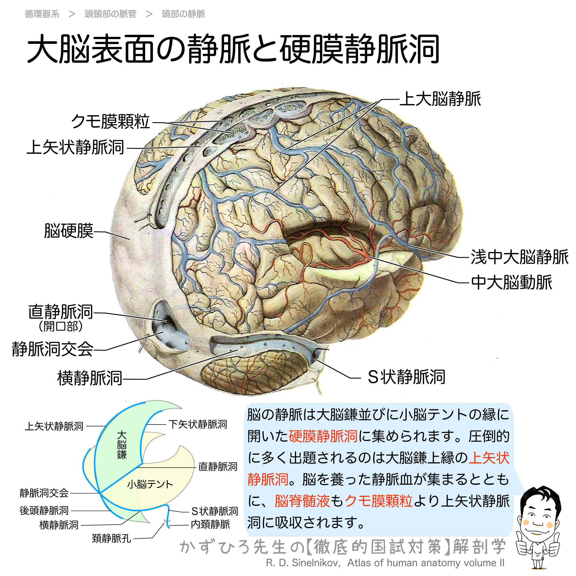 脳の静脈は硬膜静脈洞に集められる | 徹底的解剖学