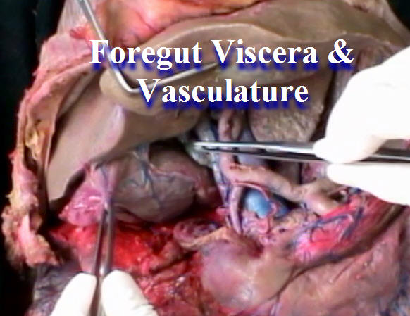 Review Foregut Viscera and Vasculature Anatomy Guy