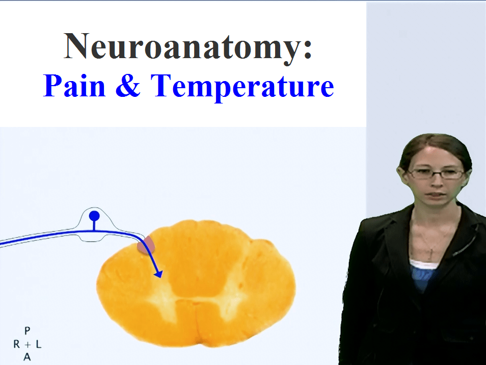 Neuroanatomy Pain & Temperature Anatomy Guy