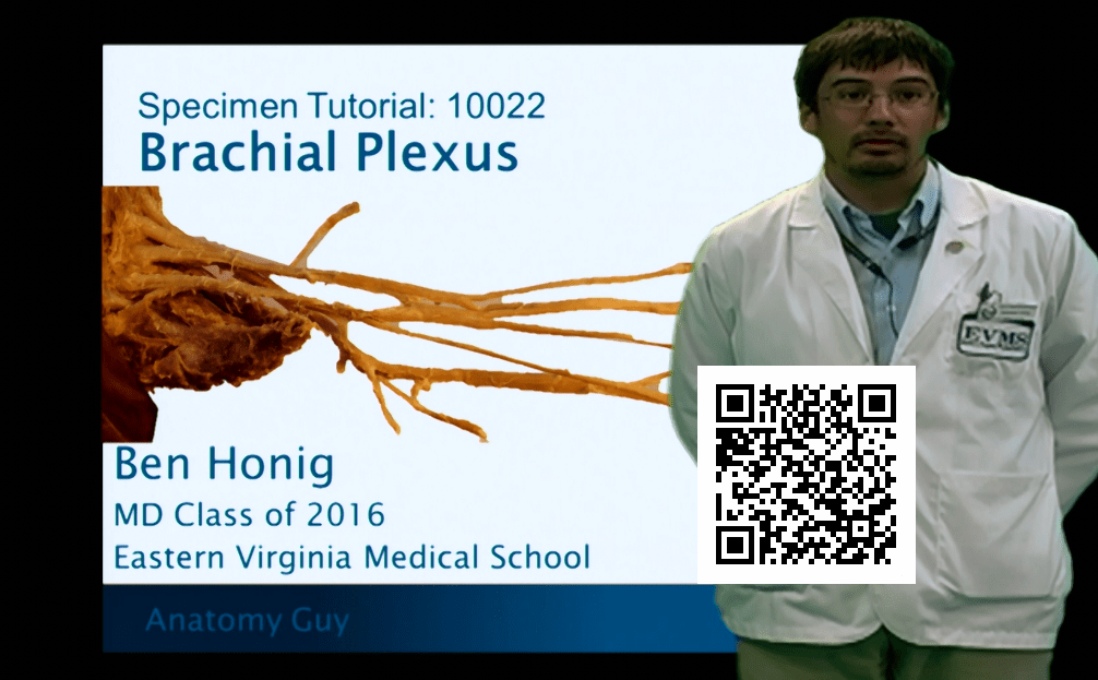 QR Tutor 10022 Brachial Plexus Anatomy Guy