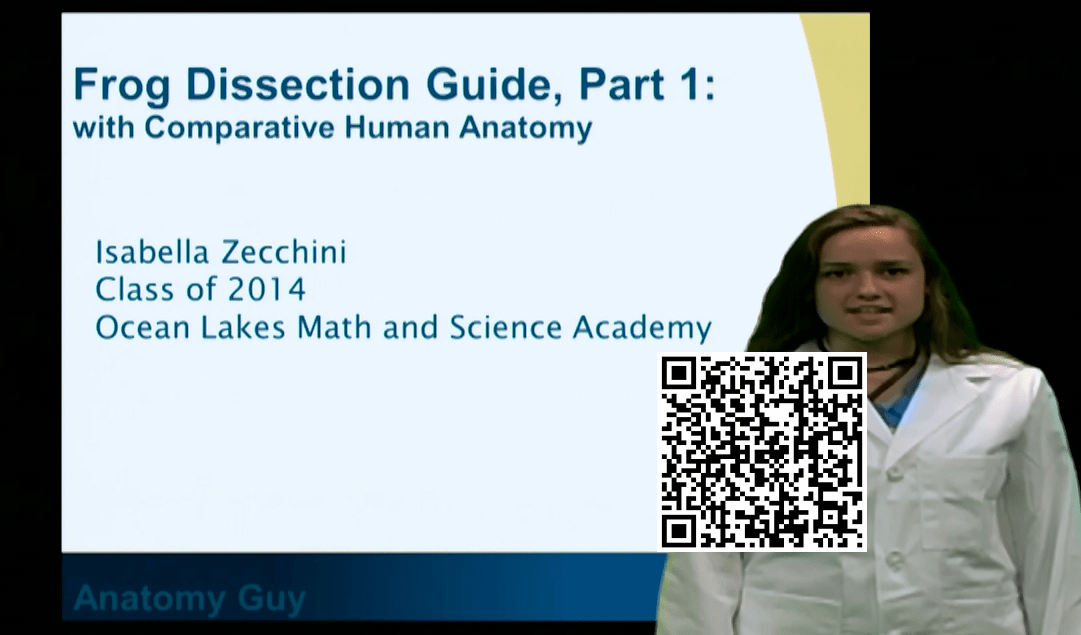 Frog Dissection Guide Part 1 (With Comparitive Human