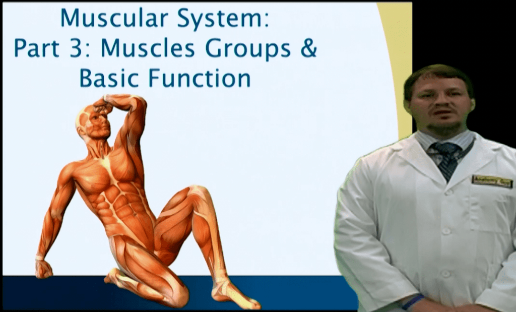 Muscular System Part 3 Muscle Groups & Basic Function Anatomy Guy