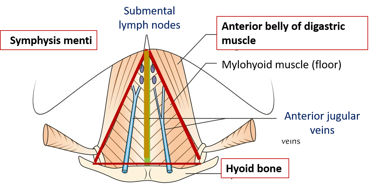 Anterior Triangle of Neck Submental and Muscular Triangles Anatomy QA