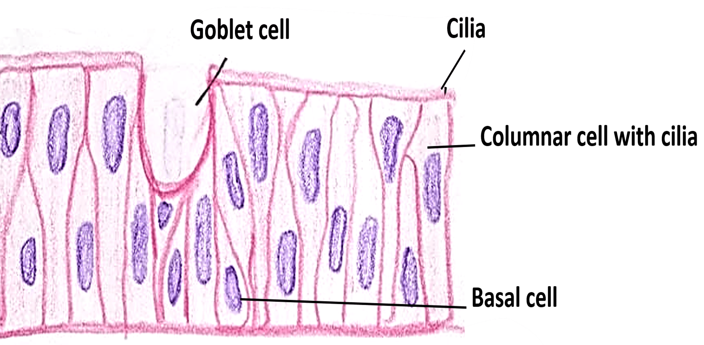 Epithelium Anatomy QA