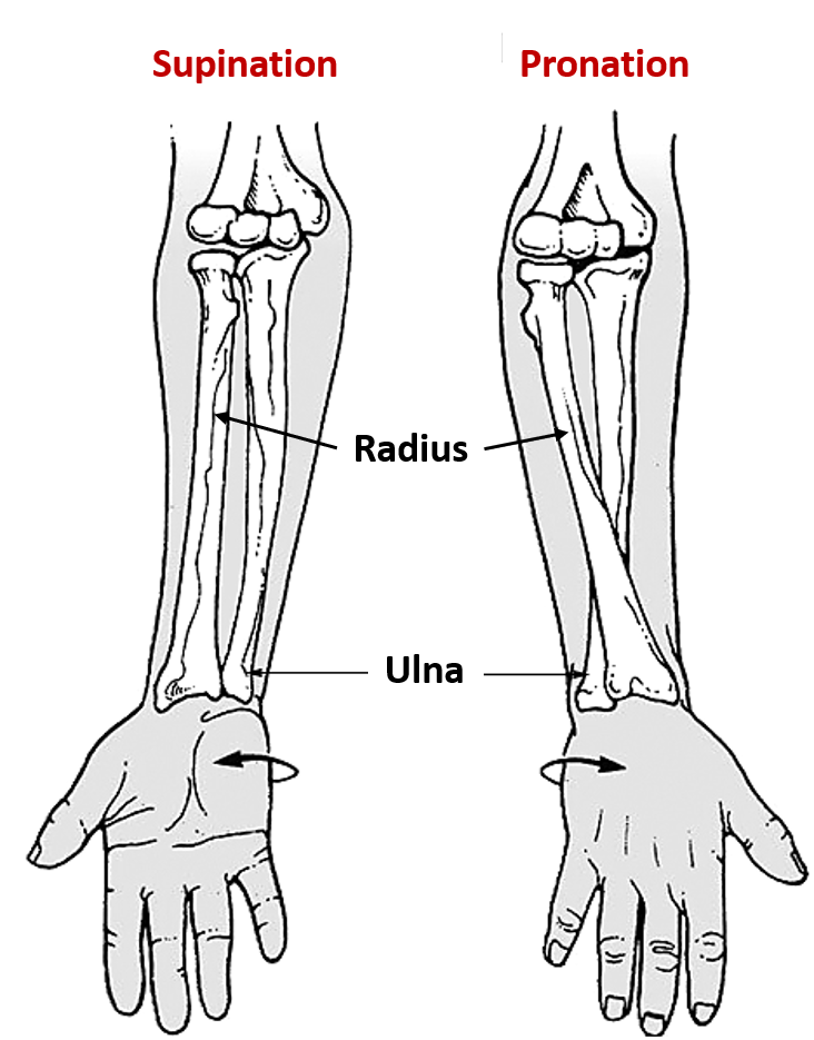 Radioulnar Joints Supination and Pronation Anatomy QA