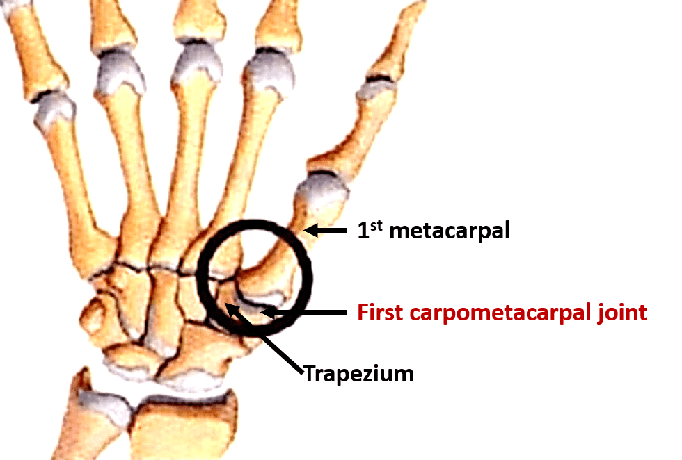 Other Joints of Upper Limb Anatomy QA