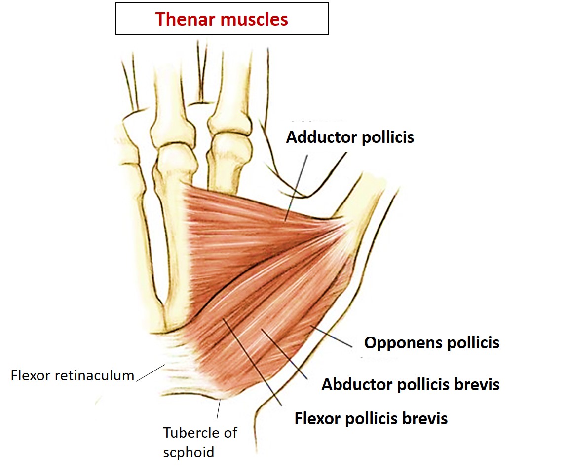 Hand Anatomy QA