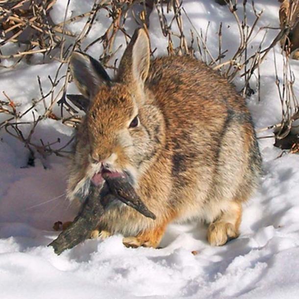 The Truth Behind the Jackalope and Those Who Hunt the