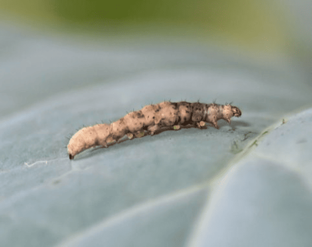 Plutex a new active ingredient for diamondback moth control