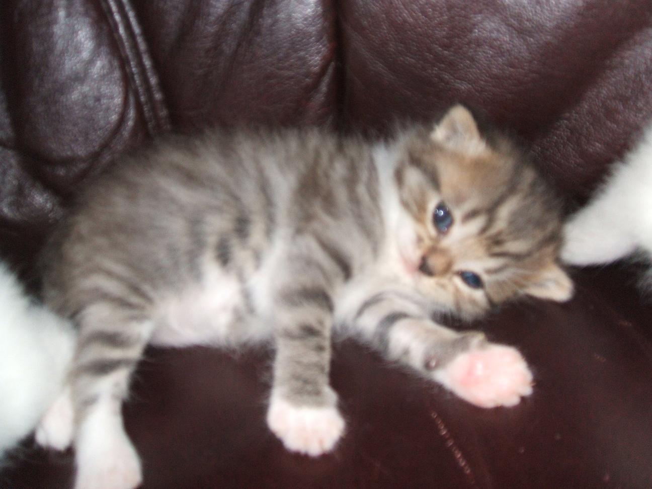 BKH katzenbaby wekauflicht in ungarn Katzen