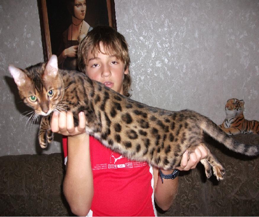 Bengal Kater in 03050 Cottbus Katzen