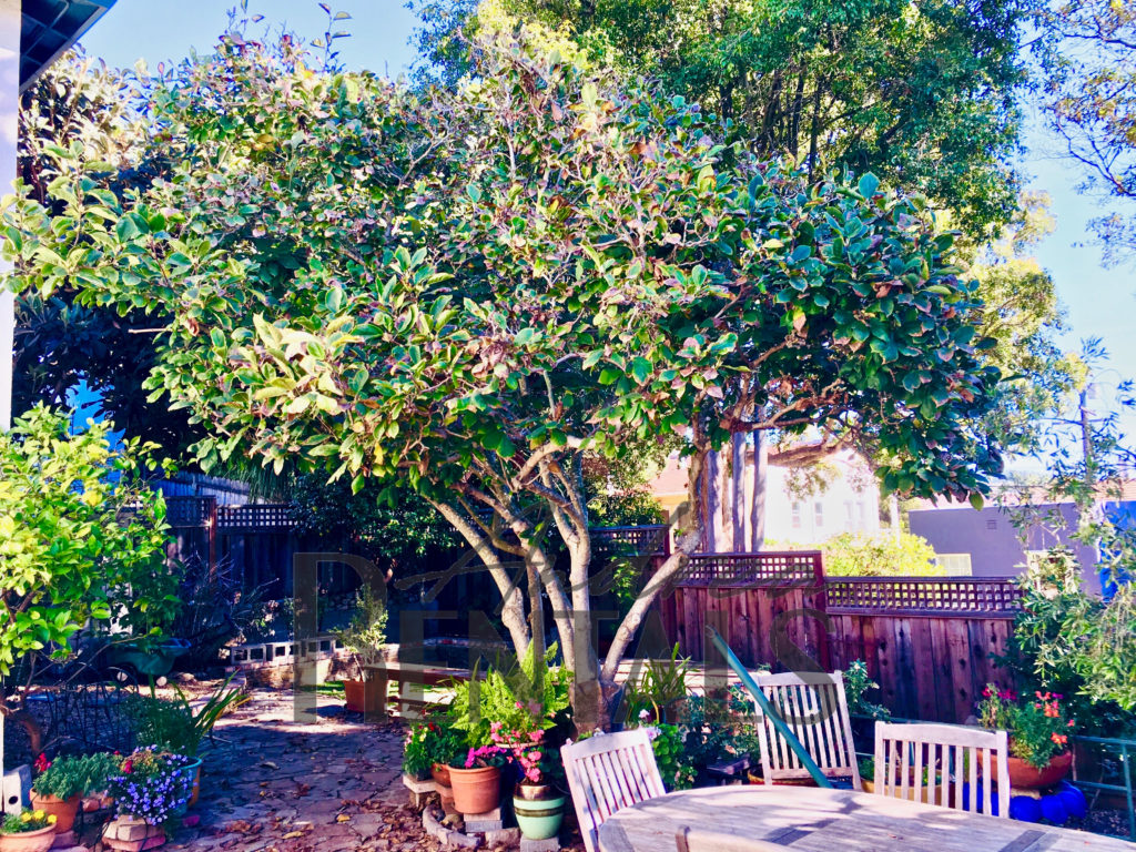 Fantastic, Unfurnished 3++ El Cerrito Home, 5 Minute to BART