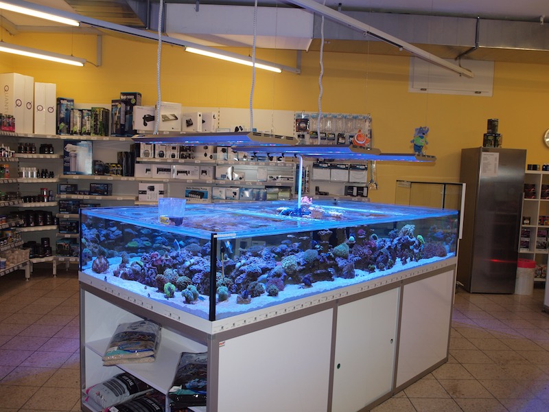 Zu Besuch bei Coral Dreams in Oberglatt Meerwasser Aquarium Blog 2016