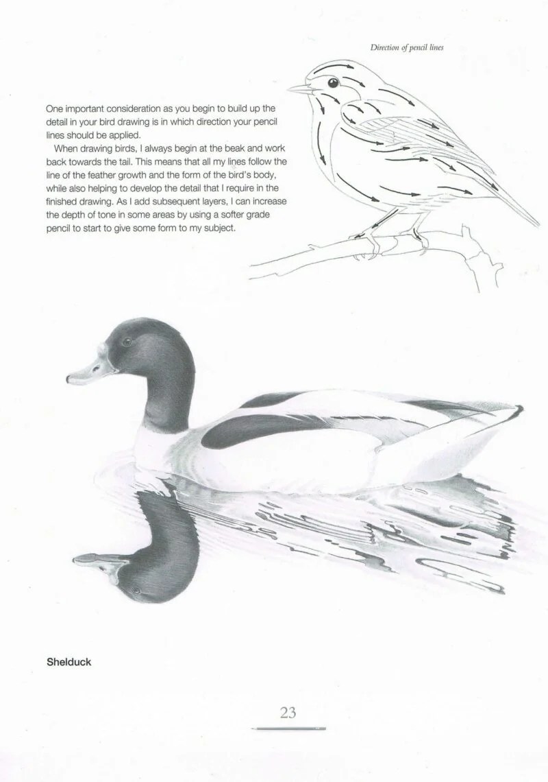 Drawing Birds Andrew Forkner Art