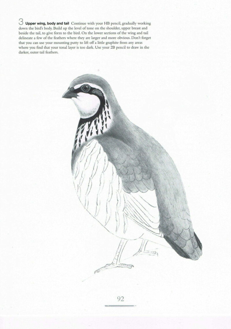 Drawing Birds Andrew Forkner Art