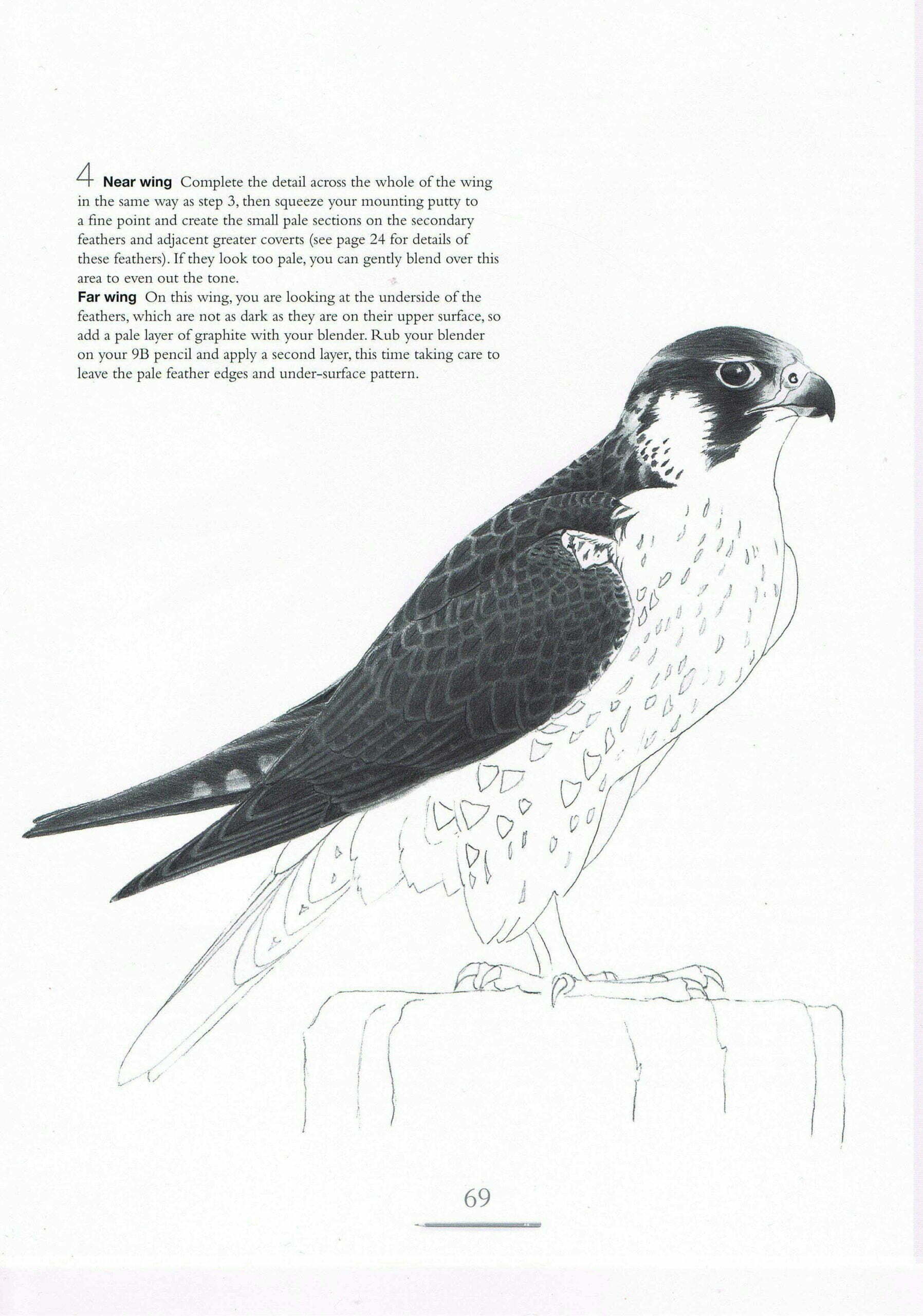 Drawing Birds Andrew Forkner Art