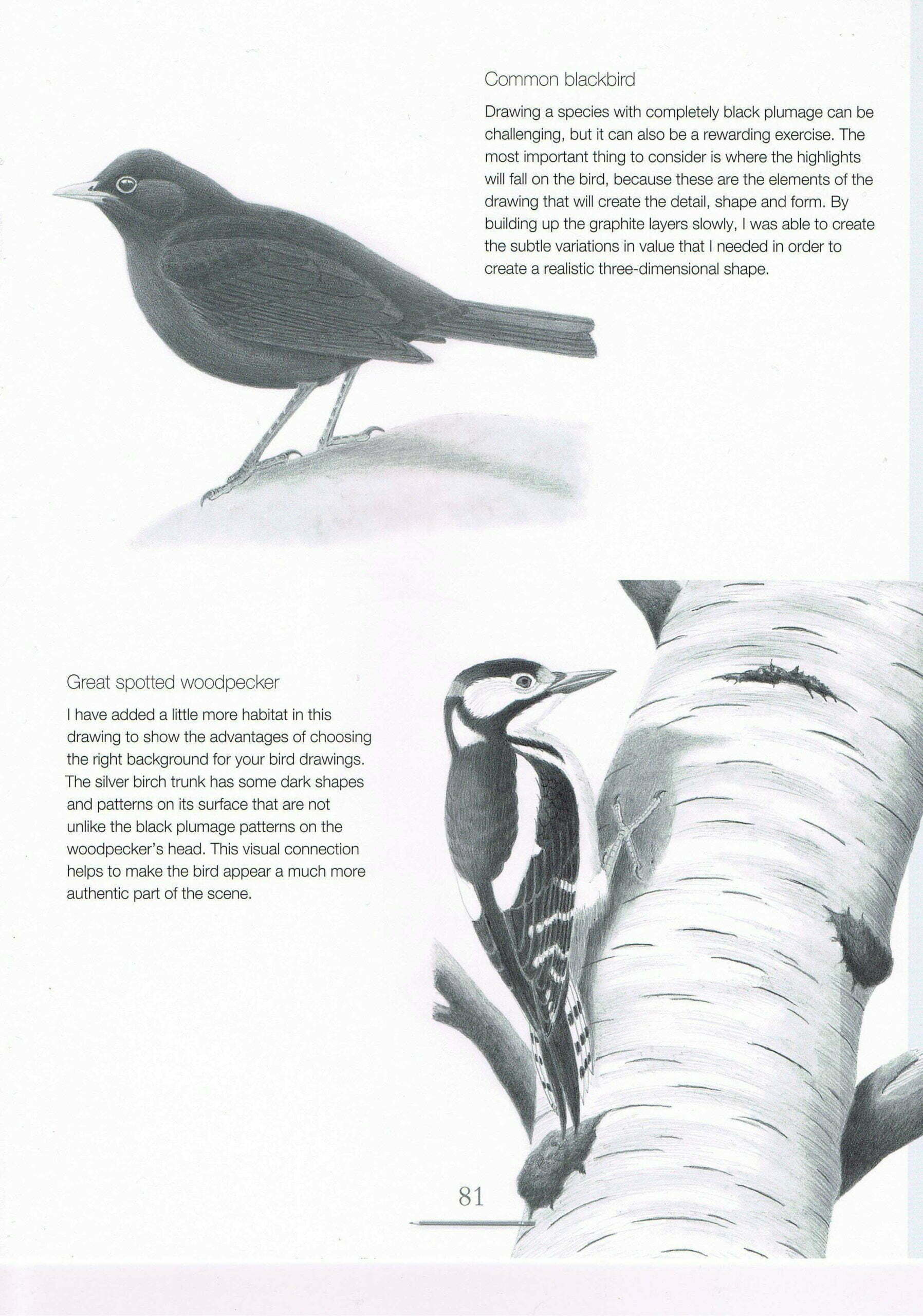 Drawing Birds Andrew Forkner Art