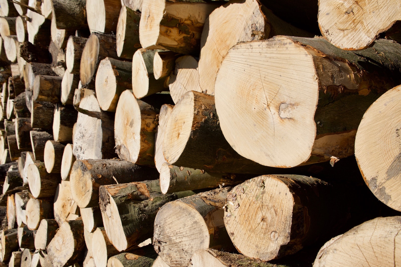 Why Should You Buy Logs in the Summer? Andrew Heard