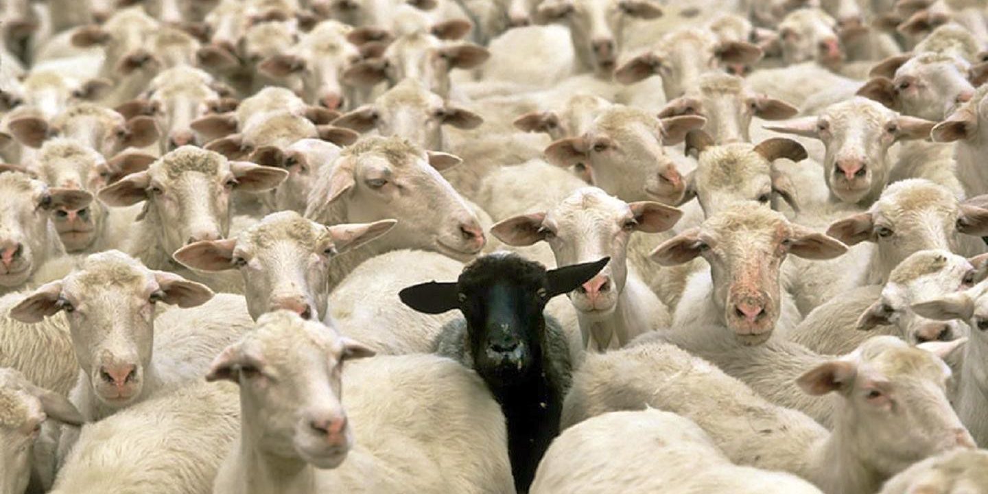 The Black Sheep ⋆ Andrew Smith