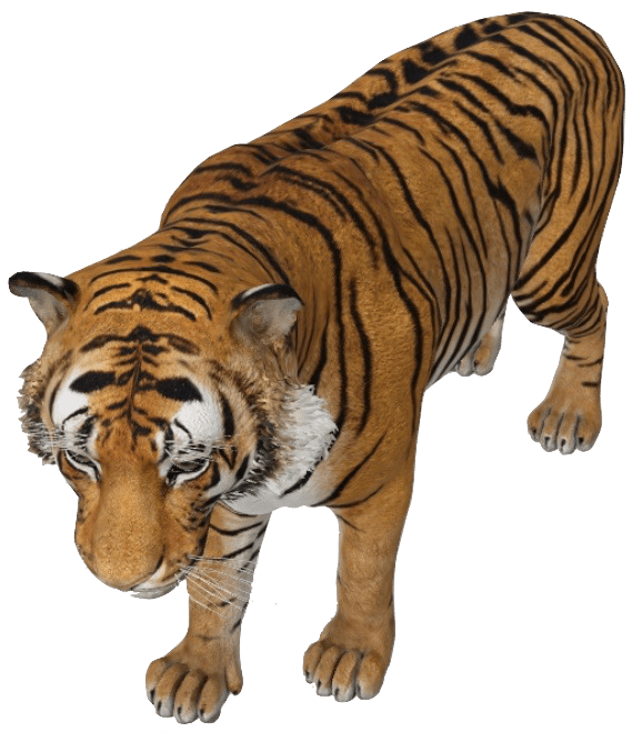Google 3D Animals Tiger Augmented Reality bmpsource
