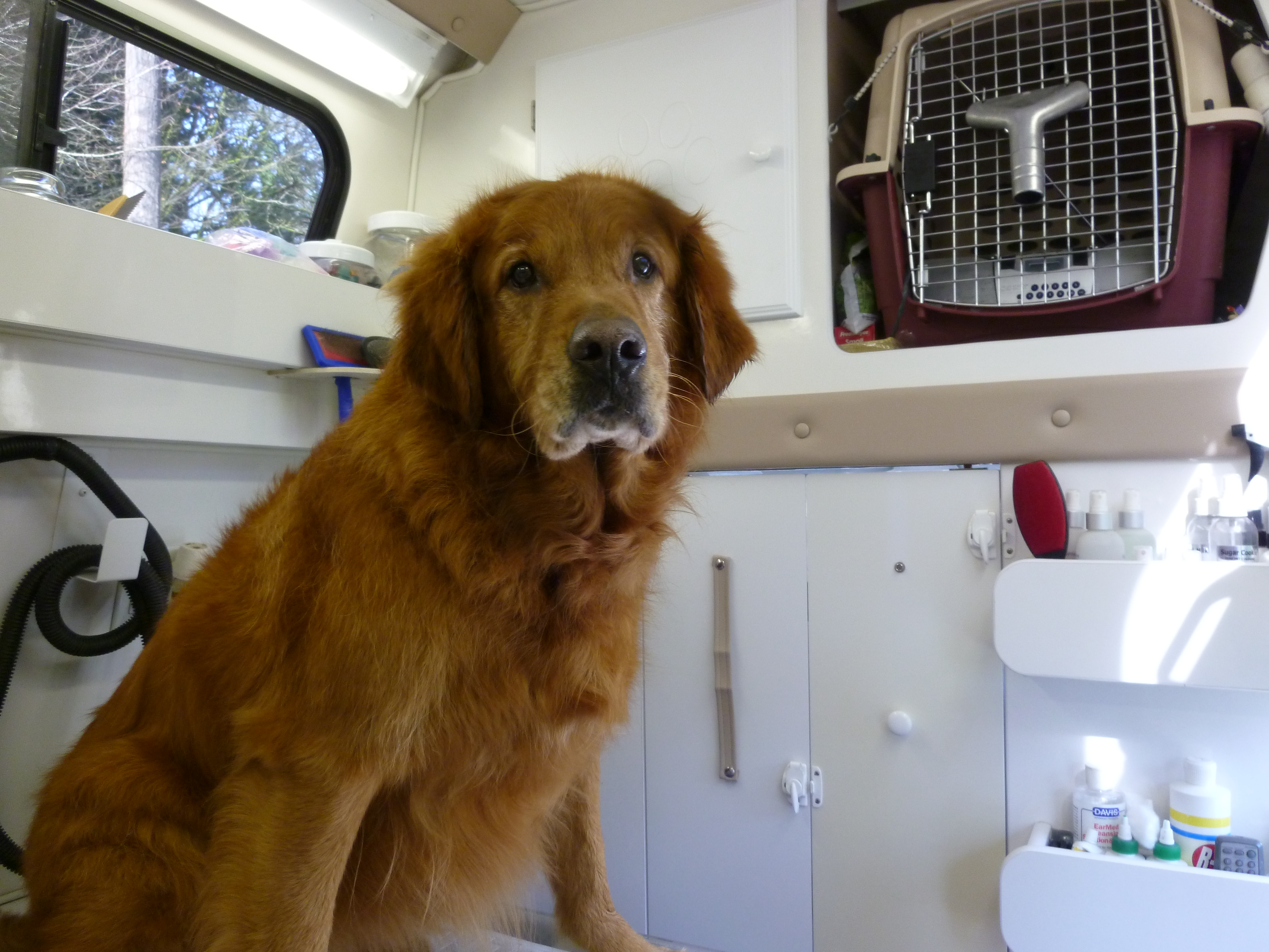 Dog Grooming for two Golden Retrievers by Angela’s Pet Styling Mobile Grooming Salon Lake Oswego