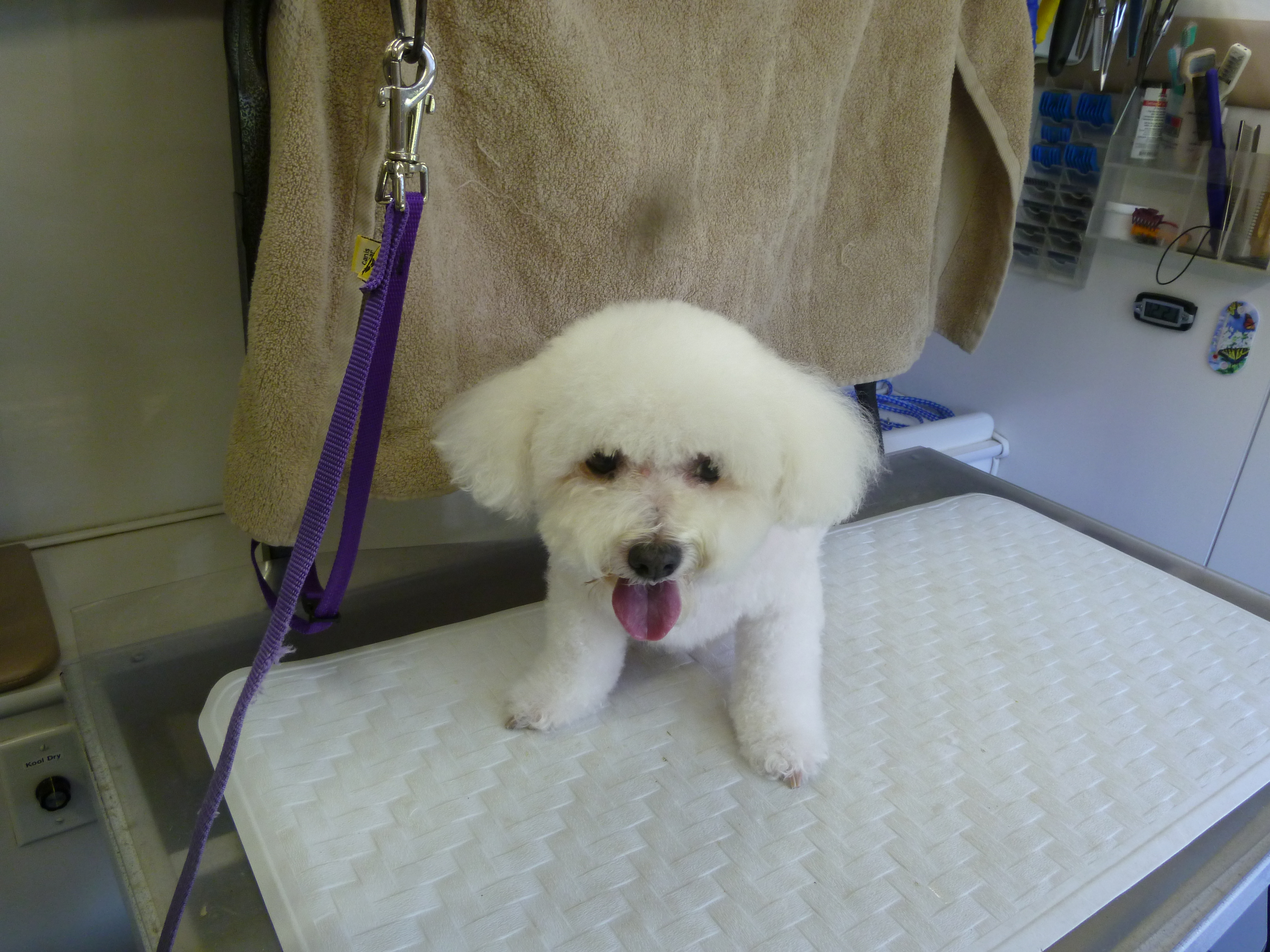 Bichon Frise dog with a fresh grooming from Angela’s Pet Styling Mobile Grooming Salon Portland