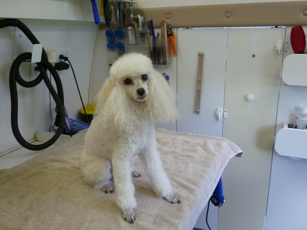 Dog grooming for Toy Poodle by Angela’s Pet Styling Mobile Grooming Salon in Lake Oswego Oregon